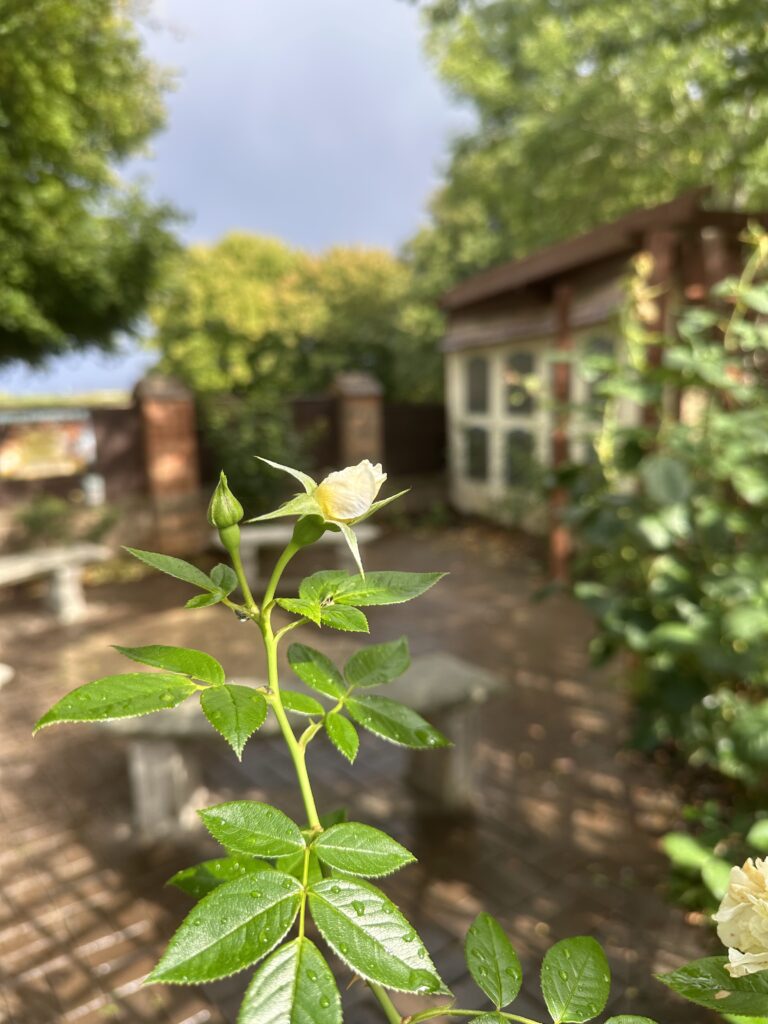 remembrance garden at Tiggywinkles wildlife hospital visitor centre