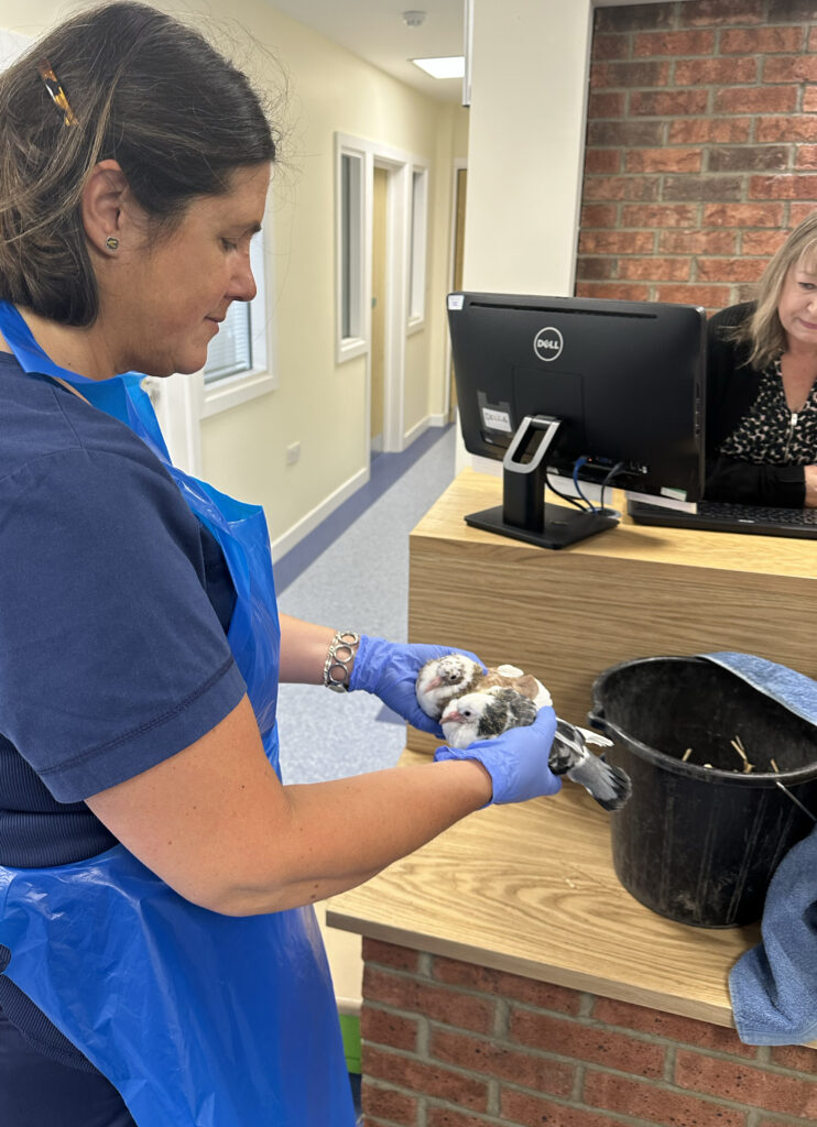 Feral pigeons rescued at Tiggywinkles wildlife hospital