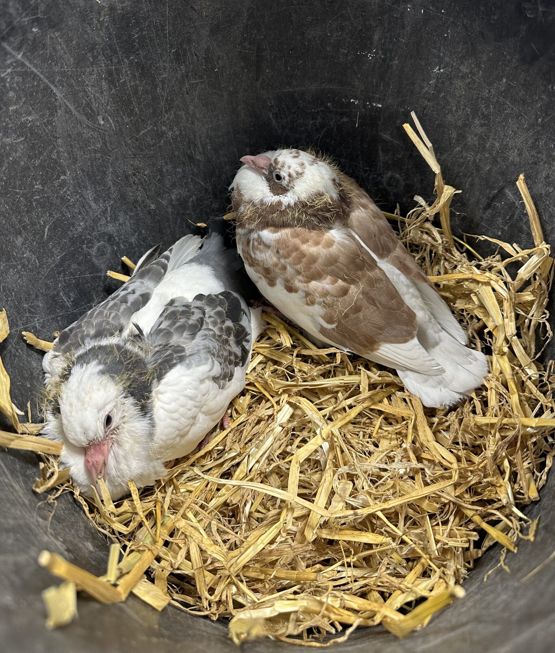 Peace, love and pigeons Card Image