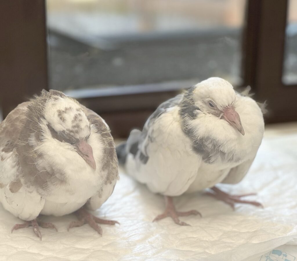 Feral pigeons rescued at Tiggywinkles wildlife hospital