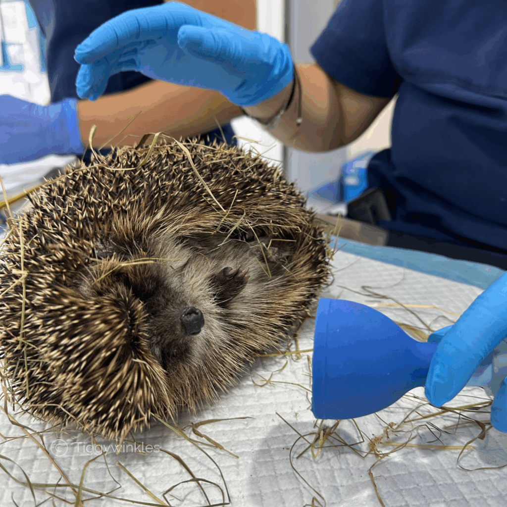 hedgehog in a ball with nurse giving it anaesthetic