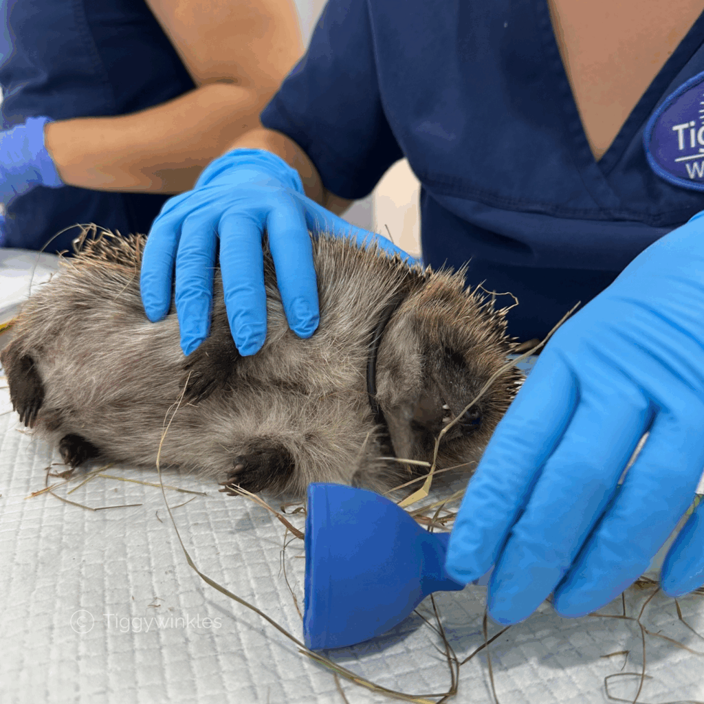 hedgehog in a ball with nurse giving it anaesthetic