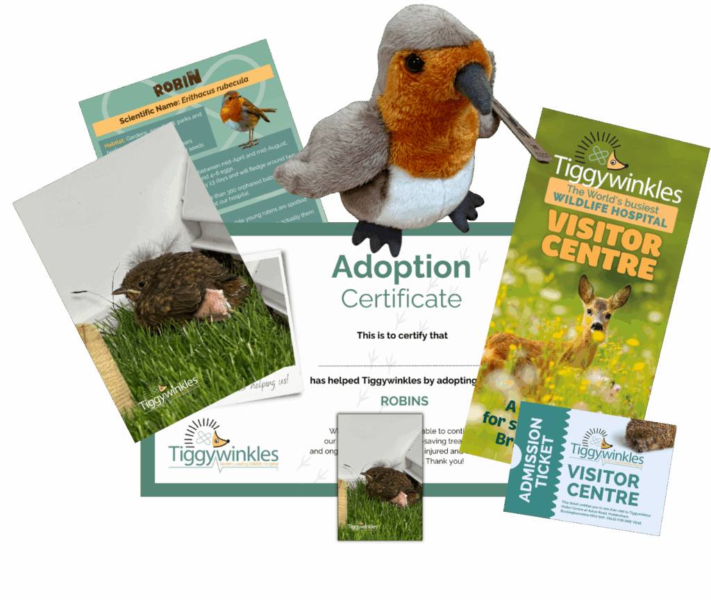 tiggywinkles robin adoption gift pack