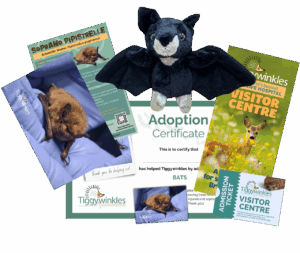 bat adoption gift pack from tiggywinkles wildlife hospital