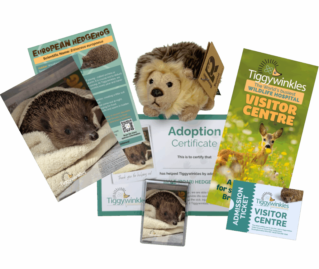 adopt an animal gift pack available at Tiggywinkles to help british wildlife