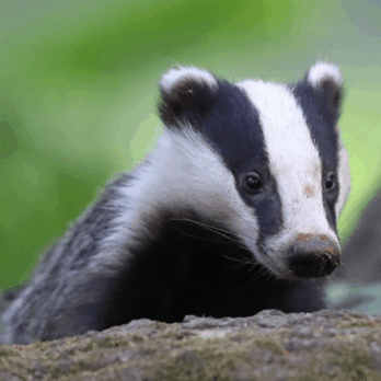 badger looking over a tree log