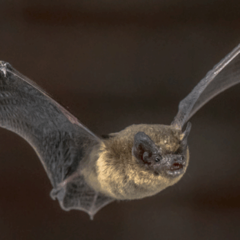 pipistrelle bat flying