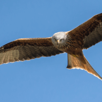 red kite flying in the sky