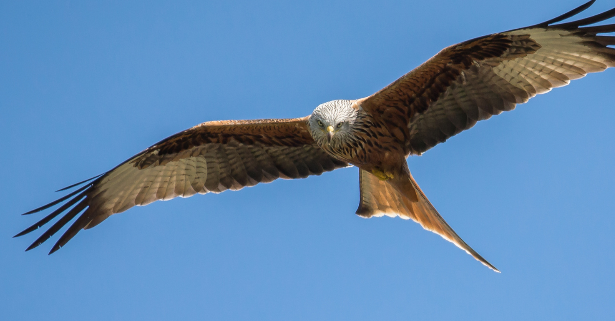 Bird of Prey Card Image