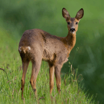 roe deer in grassland