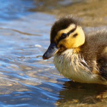 duckling at water's edge