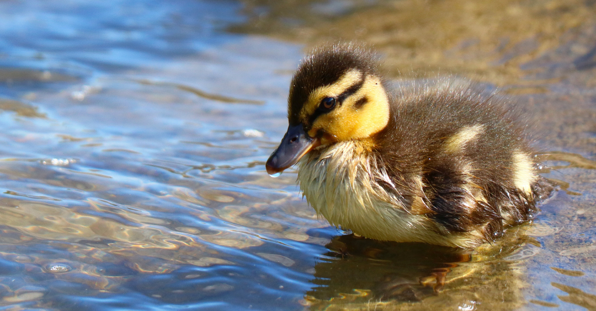 Duck Monthly Direct Debit Adoption