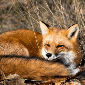 fox curled up resting