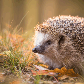 hedgehog on leafy ground