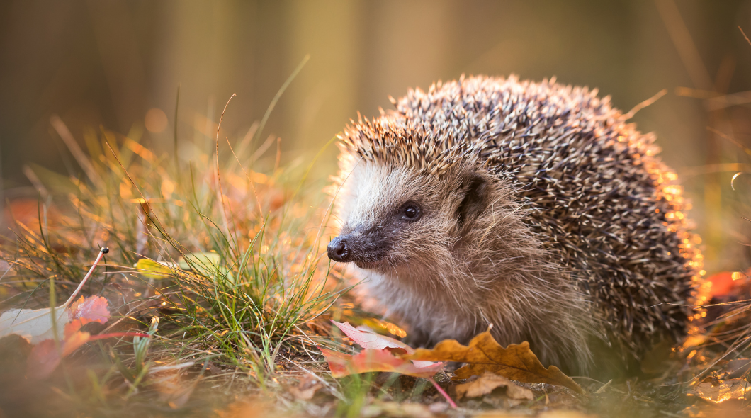 Female Hedgehog Card Image