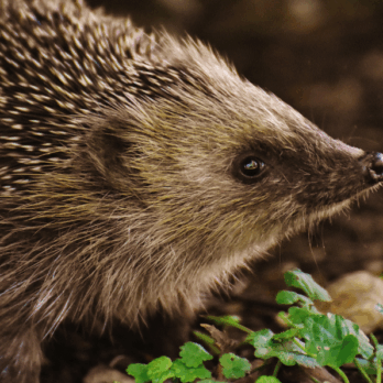 hedgehog in a woodland setting