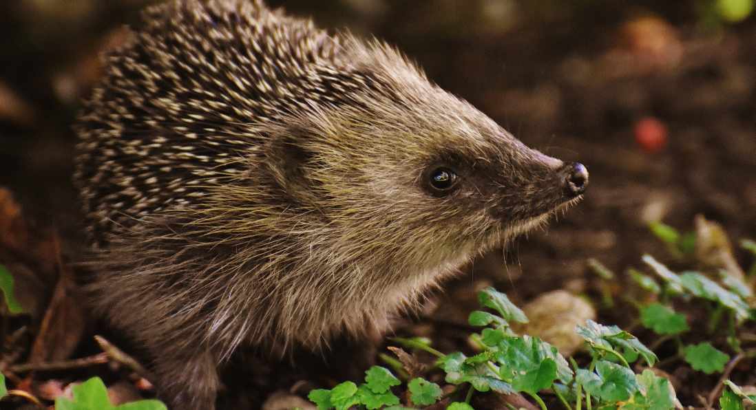 hedgehog in a woodland setting