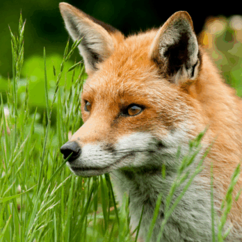 fox in long grass