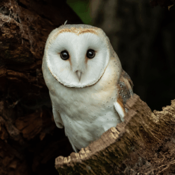 barn owl sitting in a tree