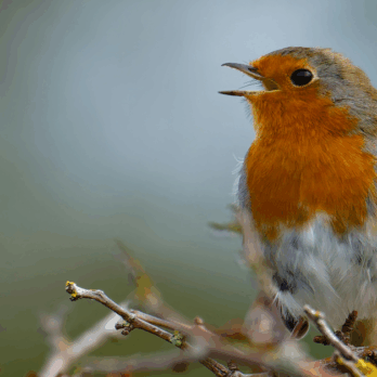 robin singing on a branch