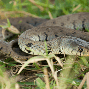 grass snake in the grass