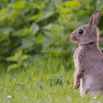 wild rabbit standing up in long grass