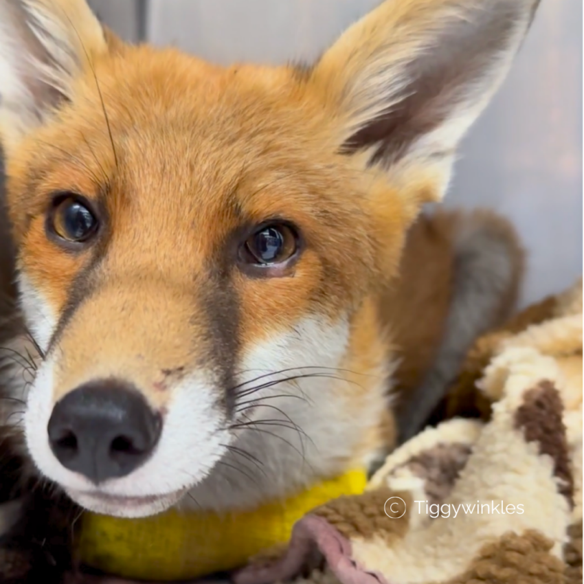rescued fox at tiggywinkles wildlife hospital