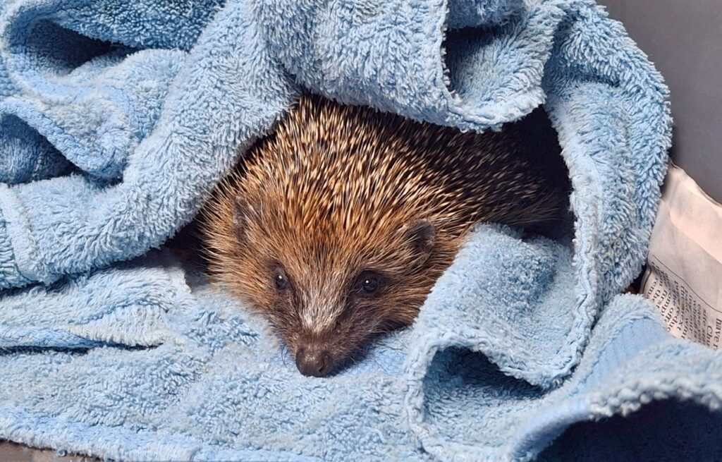 hedgehog patient at tiggywinkles wildlife hospital under a towel
