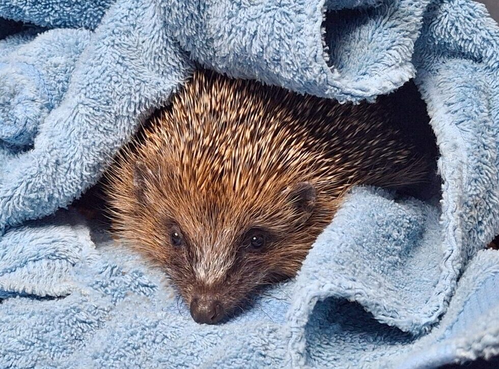 Hogging the covers Banner