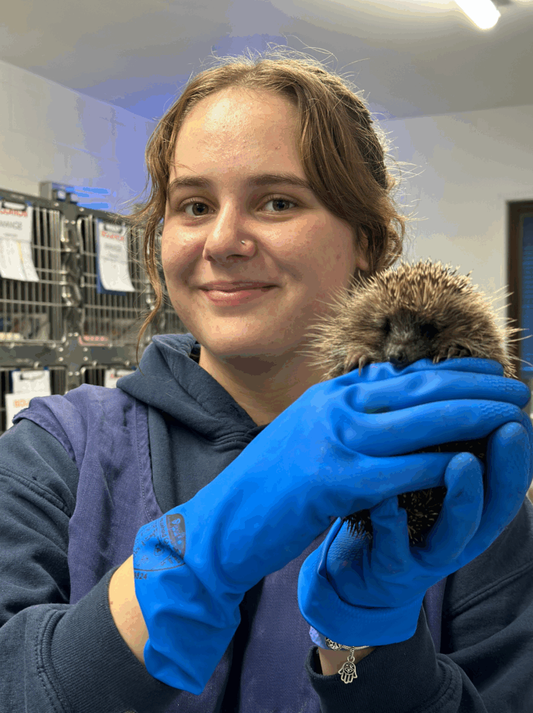 student at tiggywinkles wildlife hospital caring for hedgehogs