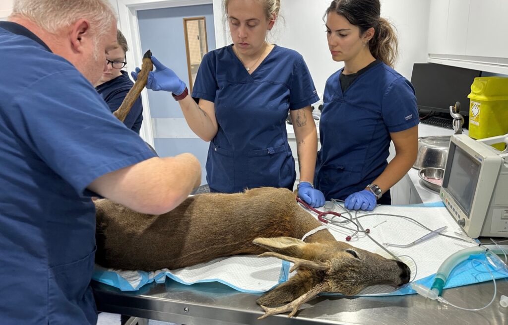 roe deer rescued at tiggywinkles wildlife hospital