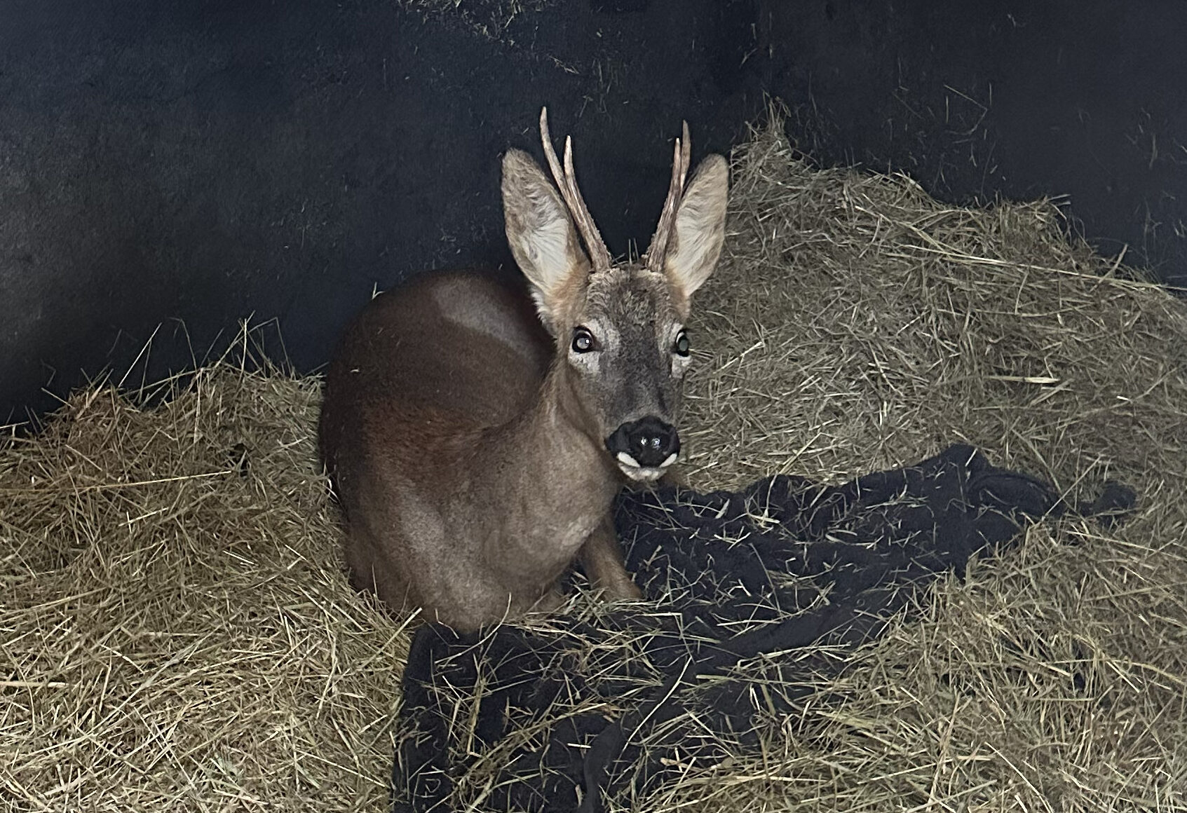 An ‘Oxford Scholar’ With Four Legs Card Image