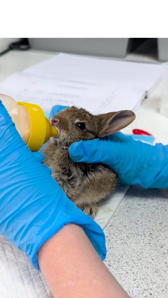 rescued wild rabbit kit being hand fed at tigghywinkles wildlife hospital