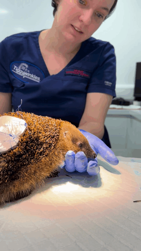 hedgehog rescued from a bonfire