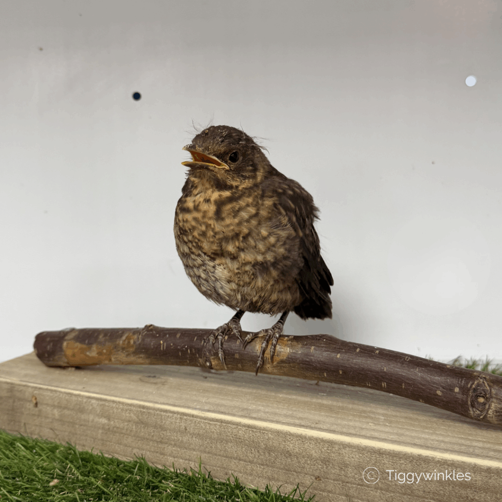 blackbird fledgling rescued at tiggywinkles wildlife hospital