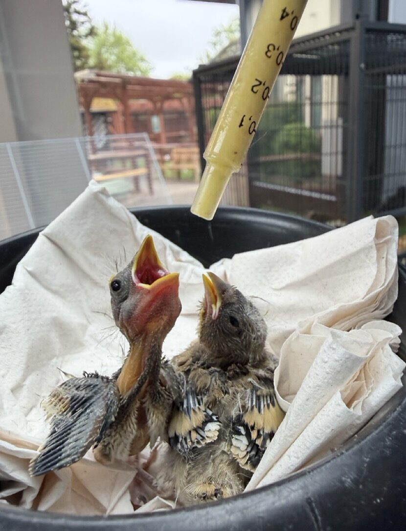 Baby birds being fed in our bird nursery at Tiggywinkles