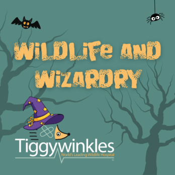 October half-term event